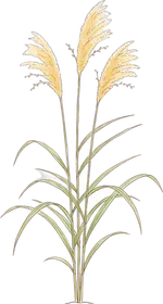 すすき