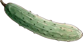 きゅうり